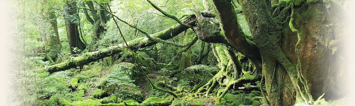 尼崎市 村内歯科医院